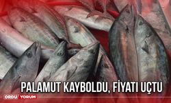 Palamut Kayboldu, Fiyatı Uçtu