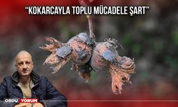 “Kokarcayla Toplu Mücadele Şart”