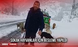 Sokak Hayvanları İçin Besleme Yapıldı