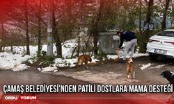 Çamaş Belediyesi’nden Patili Dostlara Mama Desteği