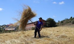 Mesudiye’de Siyez Buğdayı Üretimi Artıyor