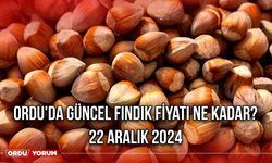 Ordu'da güncel fındık fiyatı ne kadar? 22 Aralık 2024