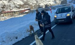 Mesudiye'de Sokak Köpekleri Unutulmadı