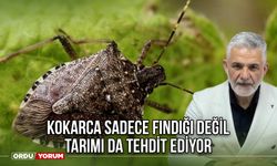 Kokarca Sadece Fındığı Değil Tarımı da Tehdit Ediyor