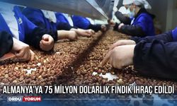 Almanya'ya 75 Milyon Dolarlık Fındık İhraç Edildi