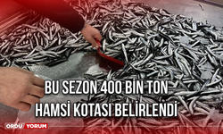 Bu sezon 400 Bin Ton Hamsi Kotası Belirlendi