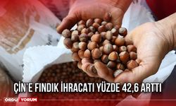 Çin’e Fındık İhracatı Yüzde 42,6 Arttı