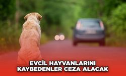 Evcil Hayvanlarını Kaybedenler Ceza Alacak