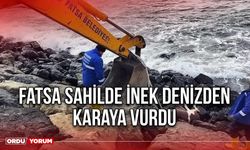 Fatsa Sahilde İnek Denizden Karaya Vurdu