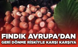 Fındık Avrupa'dan Geri Dönme Riskiyle Karşı Karşıya