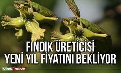 Fındık Üreticisi Yeni Yıl Fiyatını Bekliyor