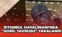 İstanbul Havalimanı'nda "goril yavrusu" yakalandı