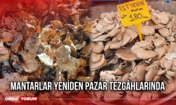 Mantarlar Yeniden Pazar Tezgâhlarında