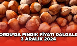 Ordu'da fındık fiyatı dalgalı! 3 Aralık 2024