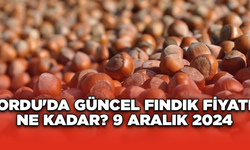 Ordu'da güncel fındık fiyatı ne kadar? 9 Aralık 2024