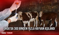 Ordu’da 300 Binden Fazla Hayvan Aşılandı