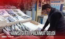 Hamsi Gitti, Palamut Geldi