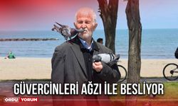 Güvercinleri Ağzı İle Besliyor