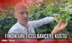 Fındık Üreticisi Bahçeye Küstü