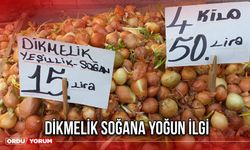 Dikmelik Soğana Yoğun İlgi