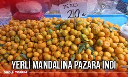 Yerli Mandalina Pazara İndi