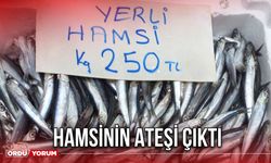 Hamsinin Ateşi Çıktı