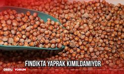 Fındıkta Yaprak Kımıldamıyor