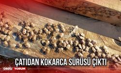 Çatıdan Kokarca Sürüsü Çıktı