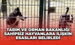 Tarım ve Orman Bakanlığı sahipsiz hayvanlara ilişkin esasları belirledi