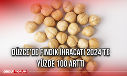 Düzce'de fındık ihracatı 2024'te Yüzde 100 Arttı