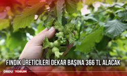 Fındık Üreticileri Dekar Başına 366 TL Alacak