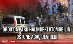 Ordu'da Park Halindeki otomobilin üstüne Ağaç Devrildi