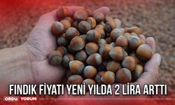 Fındık Fiyatı Yeni Yılda 2 Lira Arttı