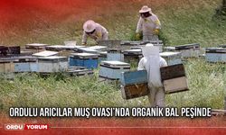Ordulu Arıcılar Muş Ovası’nda Organik Bal Peşinde
