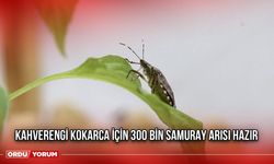 Kahverengi kokarca İçin 300 bin samuray arısı hazır