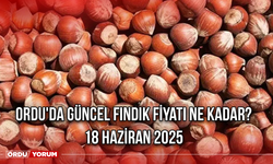 Ordu'da güncel fındık fiyatı ne kadar? 18 Haziran 2025