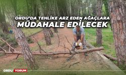 Ordu’da Tehlike Arz Eden Ağaçlara Müdahale Edilecek