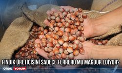 Fındık Üreticisini Sadece Ferrero mu Mağdur Ediyor?