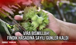 Vira Bismillah! Fındık Hasadına Sayılı Günler Kaldı