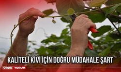 Kaliteli Kivi İçin Doğru Müdahale Şart