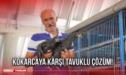 Kokarcaya Karşı Tavuklu Çözüm!