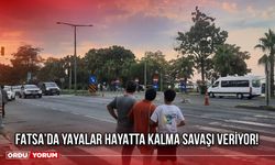 Fatsa’da Yayalar Hayatta Kalma Savaşı Veriyor!