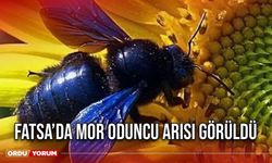 Fatsa’da Mor Oduncu Arısı Görüldü