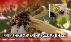 Fındıkta Kokarcanın Ardından Dalkıran Tehlikesi!