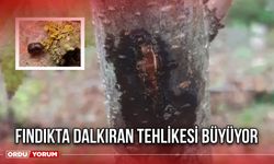Fındıkta Dalkıran Tehlikesi Büyüyor