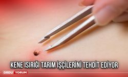 Kene Isırığı Tarım İşçilerini Tehdit Ediyor