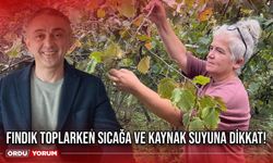 Fındık Toplarken Sıcağa ve Kaynak Suyuna Dikkat!