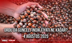Ordu'da güncek fındık fiyatı ne kadar? 4 Ağustos 2025