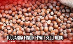 Tüccarda Fındık Fiyatı Belli Oldu