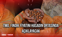 TMO, Fındık Fiyatını Hasadın Ortasında Açıklayacak